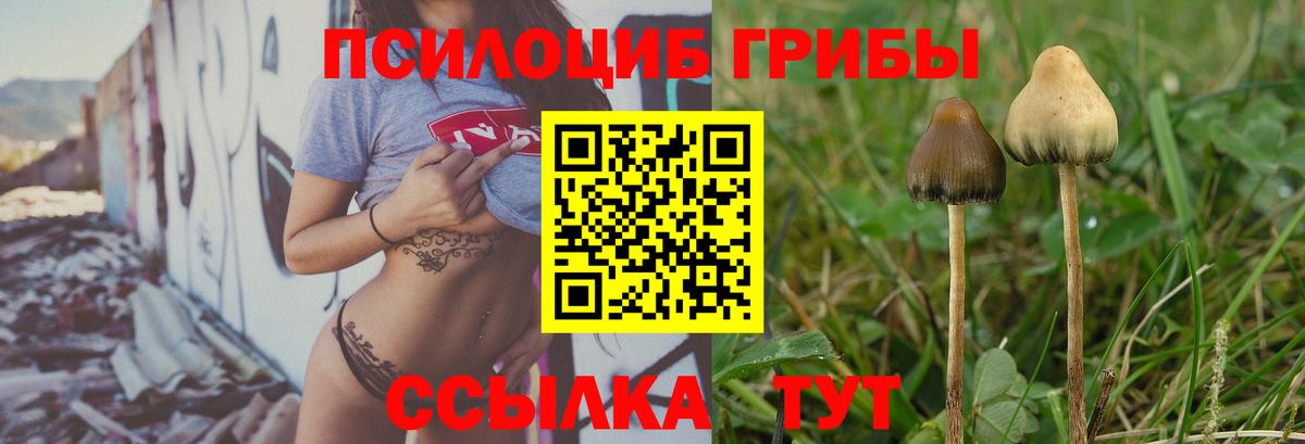 Карталы  Псилоцибиновые грибы Cubensis  Вход с VPN 